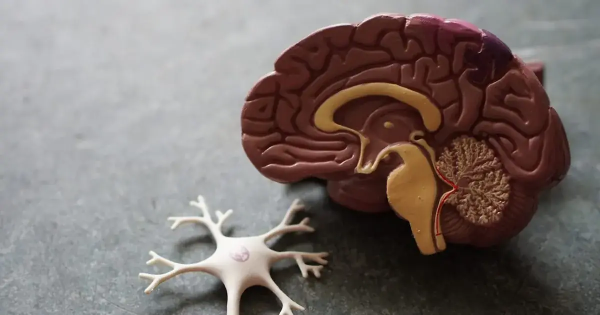 Un modelo de cerebro en corte transversal y una pequeña figura de neurona sobre una mesa, iluminados con tonos cálidos y fríos.